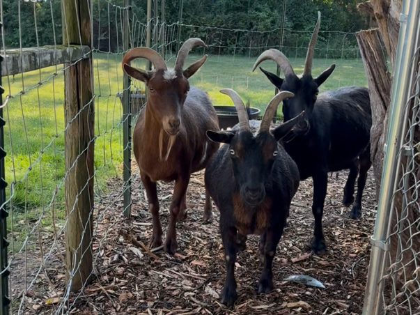 Three Goats in a pen